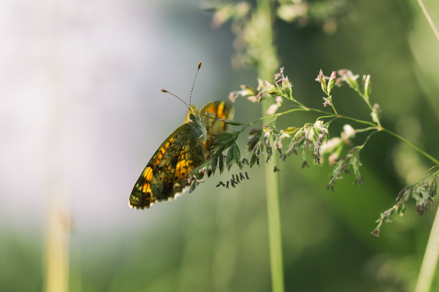macrophotographie :Gérer les sujets vivants et le terrain