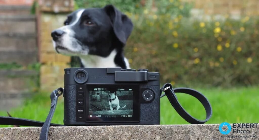 Leica M10 Monochrom posé en extérieur, écran arrière allumé montrant le portrait noir et blanc du chien.