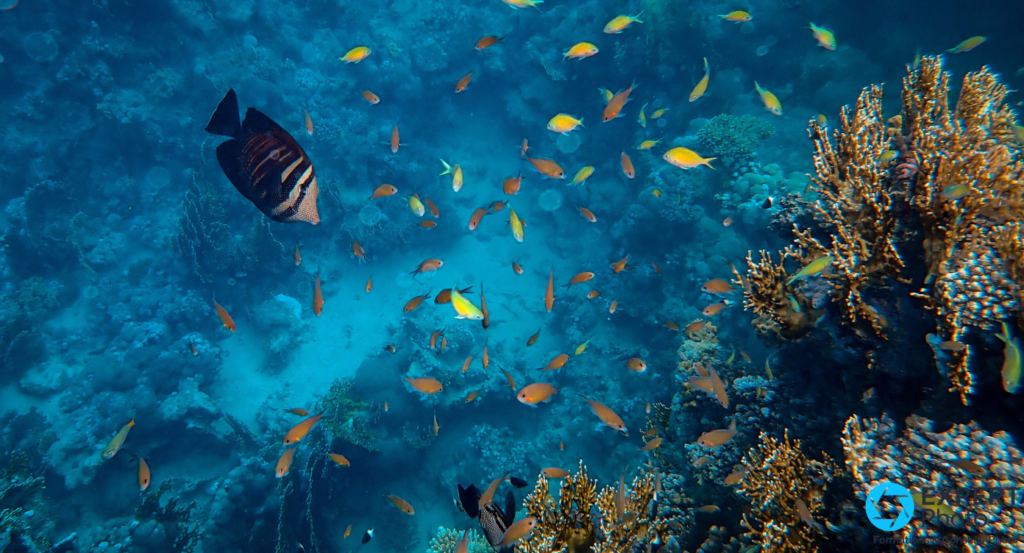 Caméra sous-marine pour la pêche