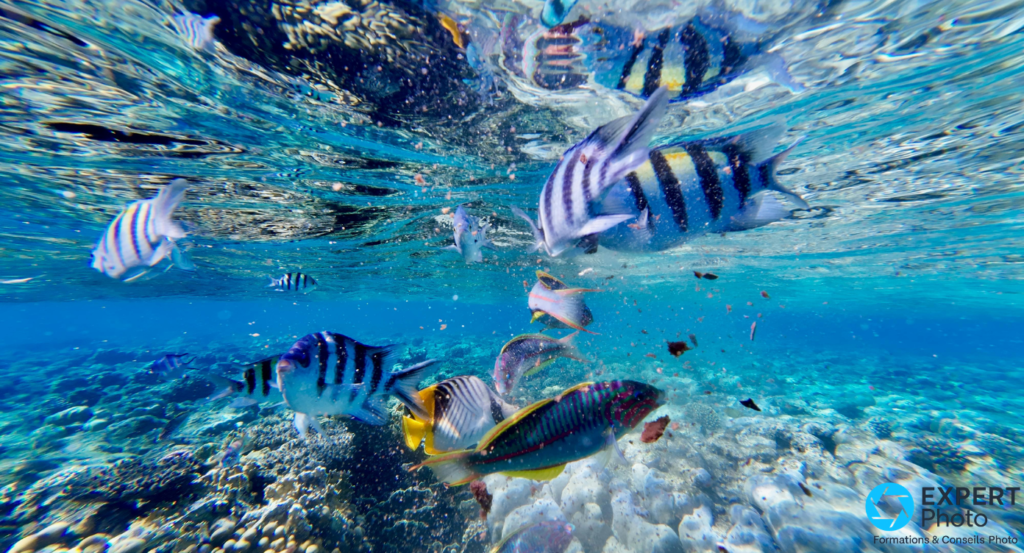 Meilleure Caméra sous-marine pour la pêche