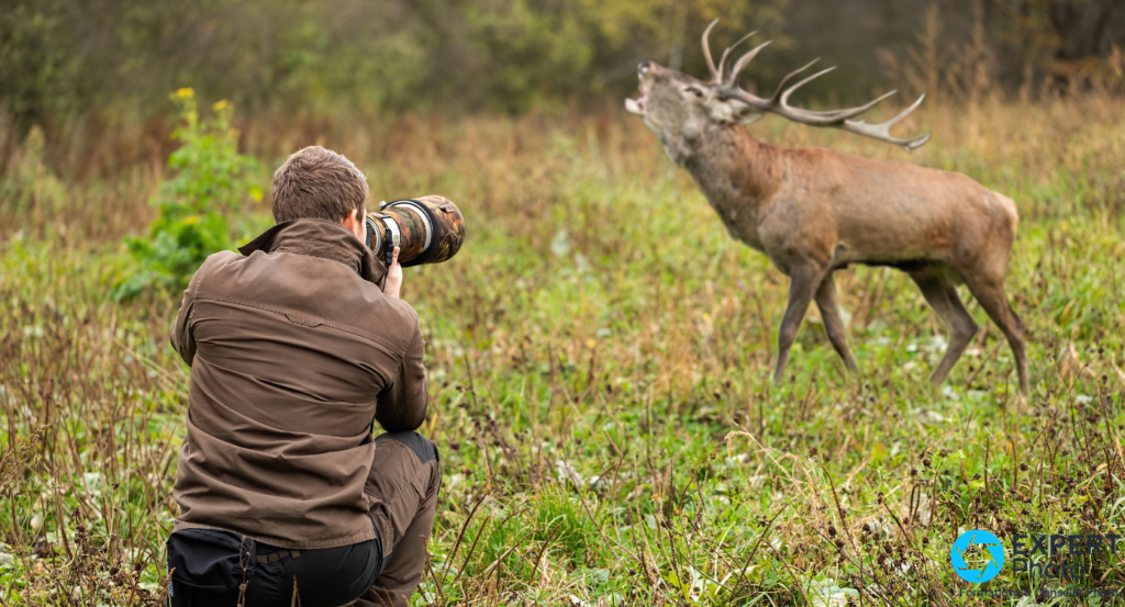 Meilleur matériel photo pour la photographie animalière